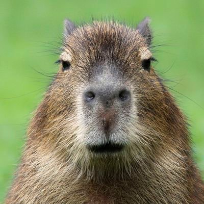 firstcapybara Profile Picture
