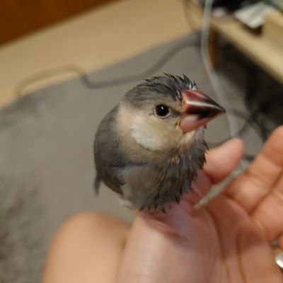 【道民。魚菜店育ち】すき☛桜文鳥さんの桜もち、オニプレートトカゲさんの酒呑、セキセイインコのみんと、白文鳥の月。動物全般。牛乳、魚、肉。義妹、姪っ子、甥っ子。ゲーム、漫画、イラスト。水族館。雪、海、空、宇宙、薔薇【双極性障害Ⅱ型】2008.9~美容師半年で発症。解離性昏迷。発達障害。バツイチ、彼氏有り