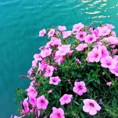 Omniah_ajd's profile picture. اللهم ارحم أبي وأطل بعمر والدتي واحسن خاتمتي