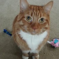 Felice Fontaine (@felicefontaine) 's Twitter Profile