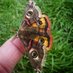 Austins.moths (@mickey_ratfink) Twitter profile photo