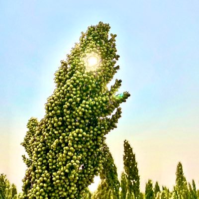 Nebraska Sorghum