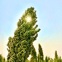 Nebraska Sorghum (@nesorghum) 's Twitter Profile