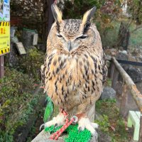 らすと (@lasthobby) 's Twitter Profile