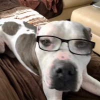 Occam’s Razor(@3BigPitties) 's Twitter Profile Photo