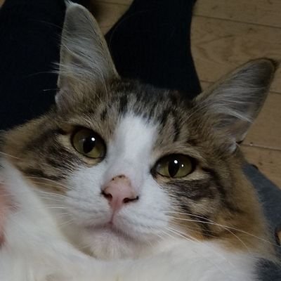su_versus's profile picture. じゅーい。猫と豚と野球と美味しいご飯とお酒が好きな人、ぽんこつ。 HD→AZB→???