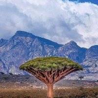 ابو مبارك العولقي (@alawlaqib) Twitter profile photo