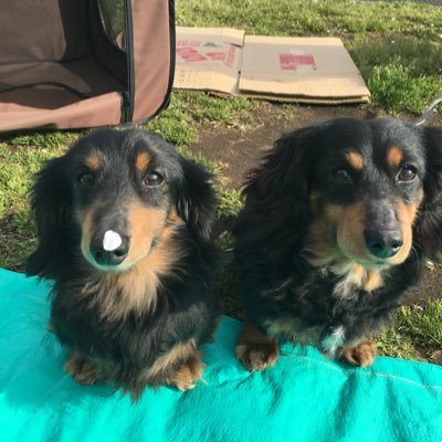 kado0110's profile picture. 福山雅治最高 BROSS ギター 音楽 食べ歩き 車 ましゃに限る^_^野郎夜6戦ブロスツアー仙台静岡武道館 広島 ドーム 京セラ 東京ドーム 参戦^ ^ ダブルアンコール命 バンドもやってます！メロコアとパンクとJ-POP笑笑 B'zもリスペクトしています！ ダックスフンド愛好家