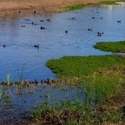 兵庫県在中のオッサンです、野鳥が好きです。皆さんの素晴らしい作品を見てるのが楽しみです。どうかよろしくお願いいたします。