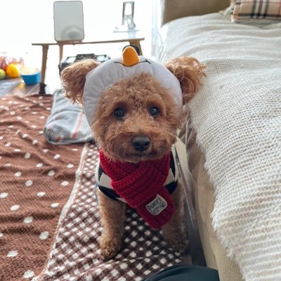 kyojin0826's profile picture. 千葉県佐倉市在住♂、bay fmを主に聴いてます。愛犬のトイプードルと散歩したりしながら、土日はほぼ終日各番組ハシゴ。Facebook、見る専インスタは以前からやってましたが、ラジ垢用にTwitterも始めました。フォローご自由にどうぞ。フォロバも適当にします。よろしくお願いしまーす。
