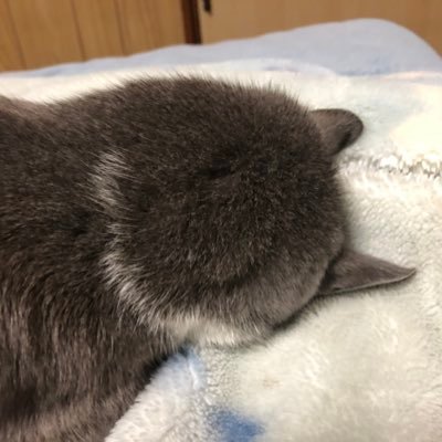 ラスターさんのプロフィール画像