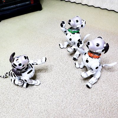 dalmatian_aibo