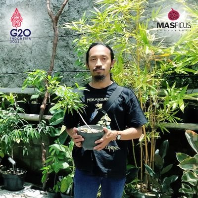 Menyediakan bibit tanaman ficus dan tanaman hias