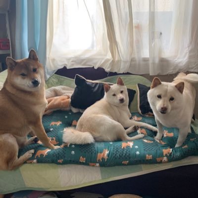 shun12170931's profile picture. 最近鳴潮が面白い