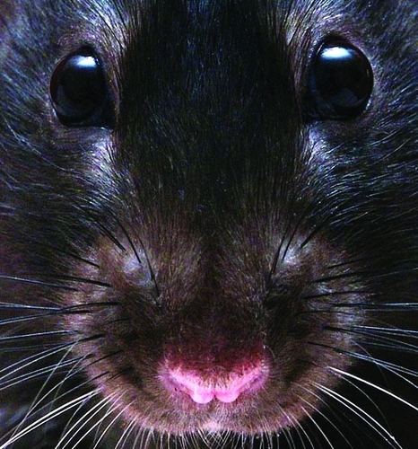 r4ttuss's profile picture. Rato de caverna.