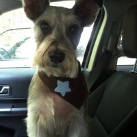 Karen McDaniel (@karentmcdaniel) 's Twitter Profile