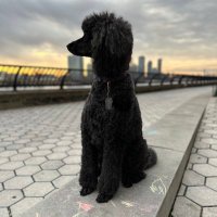 Alan Meckler (@alanmeckler) 's Twitter Profile Photo