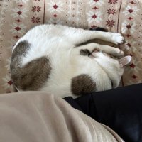 neko (@neko11291) 's Twitter Profile