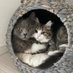 テン🐈⬛フク🐈サイベリアンズ (@tenten_neko55) Twitter profile photo テン🐈⬛フク🐈サイベリアンズ (@tenten_neko55) Twitter profile photo