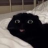 ribsouloulou's profile picture. ici ça buzz