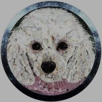 Poodle | $PUDLE live on Raydium (@poodle_solana) 's Twitter Profile