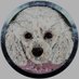Poodle | $PUDLE live on Raydium (@poodle_solana) Twitter profile photo Poodle | $PUDLE live on Raydium (@poodle_solana) Twitter profile photo