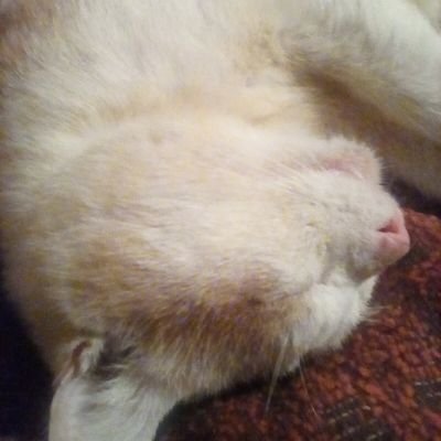 jackmacri6's profile picture. 