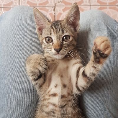 josekuuervo's profile picture. Bogor. Pelukable banget 🔥🥺 | Kerupuk Kulit Addict