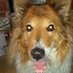🌻Mama von den unsichtbaren Hunden (@pluschwolfin) Twitter profile photo 🌻Mama von den unsichtbaren Hunden (@pluschwolfin) Twitter profile photo