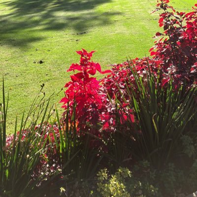 samezcua66's profile picture. 