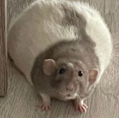camaerat🐀🐀さんのプロフィール画像