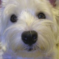 pukupuku@2022.9よりデュピ (@edamame_shiita) Twitter profile photo