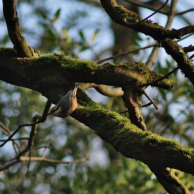 RobertM83061138's profile picture. Keen beginner birder in the Bristol area. Putting the Rob in Robin