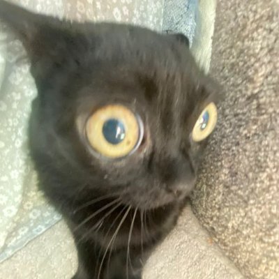 wewmaripili's profile picture. 