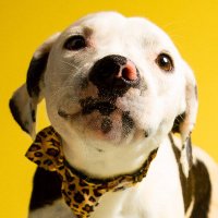 Best in Dogs(@BestinDogs) 's Twitter Profile Photo