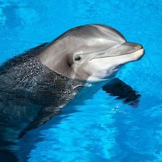 she/her || ❤️🐬 || Nerd mit Leib und Seele || Level 23