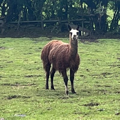 AlcaparraZ's profile picture. Una llama 🦙 tradicionalista orgullosa de sus raíces.