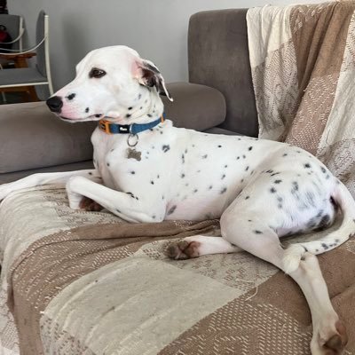 HumbertoVeloso1's profile picture. 