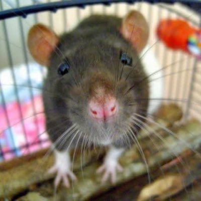 ORatoAntiPT's profile picture. Tenho medo de sair na rua e ser morto por algum PTista.