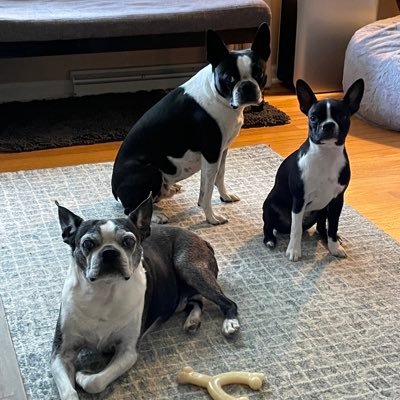 We are 3 Boston terriers, Oliver, Frankie and Piper. We live in the suburbs of Chicago with our human parents. Life is good!