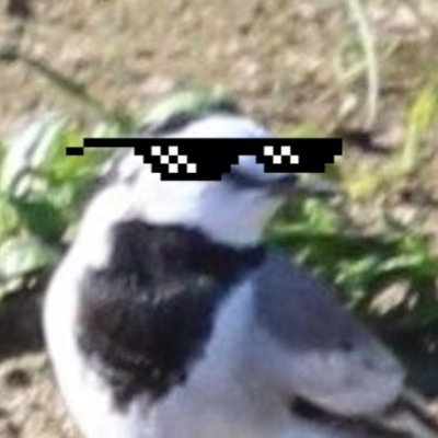 BirdIzLife Profile Picture