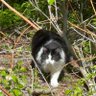 ResistWitch's profile picture. 🌊Animal lover, Bird Watcher, Army Nurse, Unapologetic Liberal, 📚 lover! #FBR #theresistance #voteblue2020