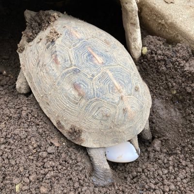 QQQ45454545's profile picture. 亀好きです🐢