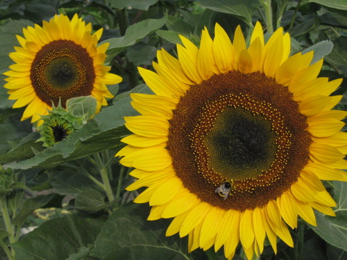 saltamj's profile picture. Cyber-Mom, Cyber-Scientitst.