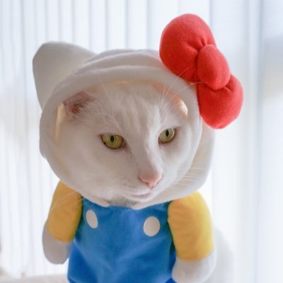 しろぷ子さんのプロフィール画像