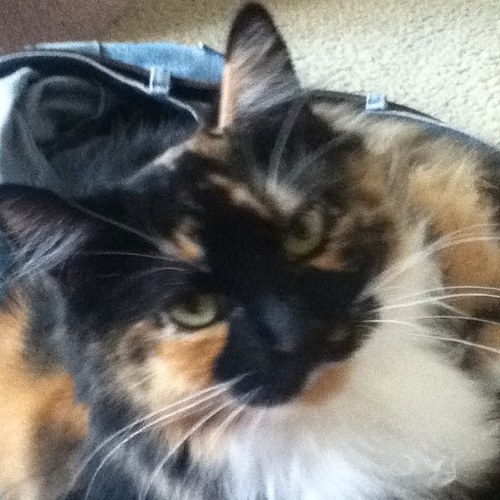 tonnie1023's profile picture. Honey almond humor goddess.