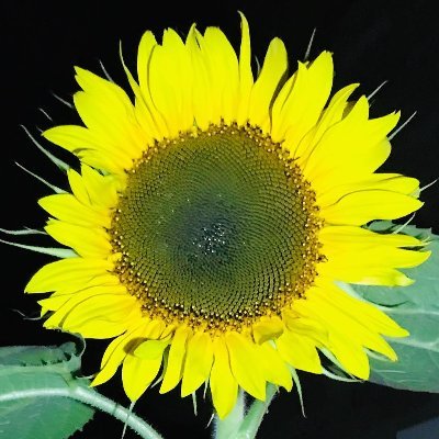 WonderlandChase's profile picture. Vaxxines are a tool to control the masses