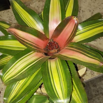 KARLABARBETO's profile picture. 🇧🇷 cristã conservadora