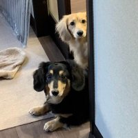 –球児92–情熱のしっぽ🐶 (@92_kyuji_92) 's Twitter Profile