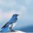 Bluebirdy09